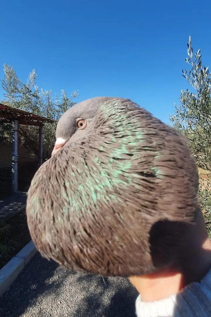 Ferme Adam Agafay Marrakech Villa Marrakesh Morocco
