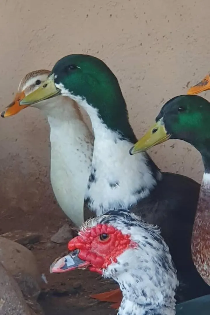 Ferme Adam Agafay Marrakech Villa Marrakesh 0*,