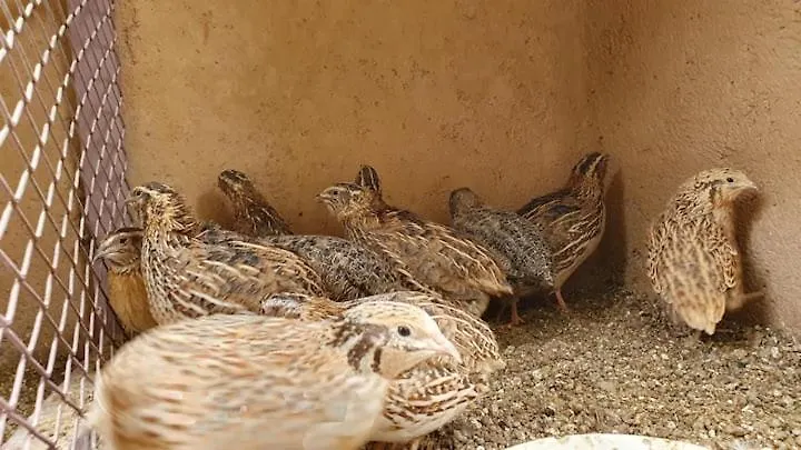 Ferme Adam Agafay Marrakech Villa Marrakesh Morocco